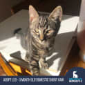 Photo of Leo 3 Month Old Domestic Short Hair