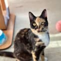 Photo of Tansy