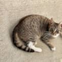 Photo of Clove