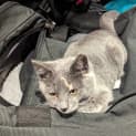 Photo of Tillie