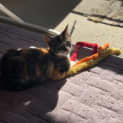 Photo of Rosie