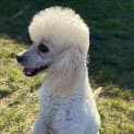 Photo of Daisy