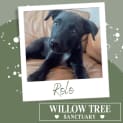 Photo of Rolo