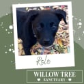 Photo of Rolo