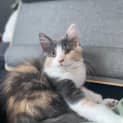 Photo of Astra
