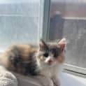 Photo of Astra