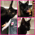 Photo of Moon **2nd Chance Cat Rescue**