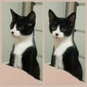 Photo of Trixie ** 2nd Chance Cat Rescue**