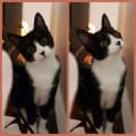 Photo of Trixie ** 2nd Chance Cat Rescue**