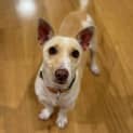 Photo of Frankie