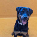 Photo of Daisy