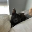 Photo of Arlo   16 Week Old Domestic Medium Hair (Trial)