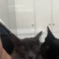 Photo of Arlo   16 Week Old Domestic Medium Hair (Trial)
