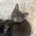 Photo of Arlo   16 Week Old Domestic Medium Hair (Trial)