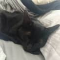 Photo of Alan   16 Week Old Domestic Medium Hair (Trial)