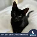 Photo of Alan   16 Week Old Domestic Medium Hair (Trial)
