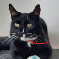 Photo of Soot