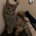 Photo of Poppet