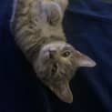 Photo of Poppet