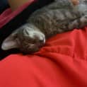 Photo of Poppet