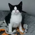 Photo of Tofu