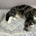 Photo of Kitty