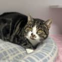 Photo of Kitty
