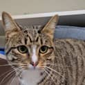 Photo of Odie