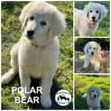 Photo of Polar  Bear 