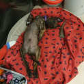 Photo of Rocky   13 Week Old English Staffy X (Trial)
