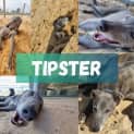Photo of Tipster