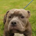 Photo of Hippo
