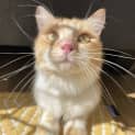 Photo of Samson