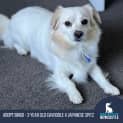Photo of Bingo   3 Year Old Cavoodle X Japanese Spitz (Tria