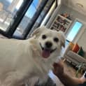 Photo of Bingo   3 Year Old Cavoodle X Japanese Spitz (Tria