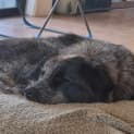 Photo of Chevy