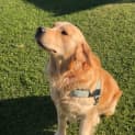 Photo of Theo   2 Year Old Golden Retriever (Trial)