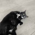 Photo of Soot
