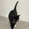 Photo of Soot