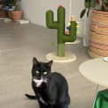 Photo of Soot