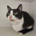 Photo of Puddles