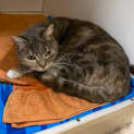 Photo of Abby