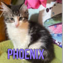 Photo of Phoenix 