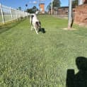 Photo of Penny