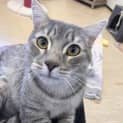 Photo of Jinx