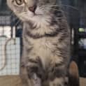 Photo of Pepper