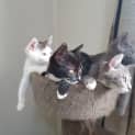 Photo of Bluebell
