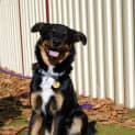 Photo of Mojo