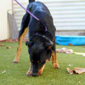Photo of Mojo