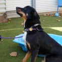 Photo of Mojo